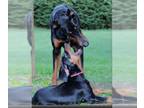 Doberman Pinscher PUPPY FOR SALE ADN-825923 - AKC registered Doberman puppies