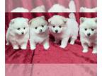 Pomsky PUPPY FOR SALE ADN-825990 - F1B Pomsky Puppies