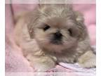 Pekingese PUPPY FOR SALE ADN-825915 - Angel white pekingese female puppy