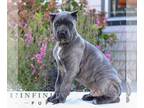 Cane Corso PUPPY FOR SALE ADN-825861 - ICCF Cane Corso