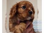 Cavalier King Charles Spaniel PUPPY FOR SALE ADN-825850 - Cavalier King Charles