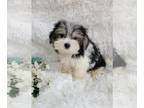 Morkie PUPPY FOR SALE ADN-825847 - Male Morkie