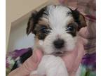 Biewer Terrier PUPPY FOR SALE ADN-825842 - Yorkie pups