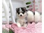 Pomsky PUPPY FOR SALE ADN-825762 - Captain America