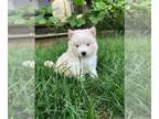 Pomsky PUPPY FOR SALE ADN-825761 - Stark