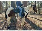 Sold* Gentle Paint Gelding - Trail/Family Horse