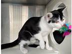 Sing, Domestic Shorthair For Adoption In Carrollton, Georgia