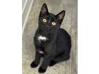 Sailor, Domestic Shorthair For Adoption In Faribault, Minnesota