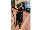 Cacho, Doberman Pinscher For Adoption In Fountain, Colorado