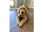 Golden Retriever Puppy for sale in Greenlawn, NY, USA