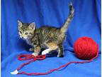 Aurora - 40342, Domestic Shorthair For Adoption In Prattville, Alabama