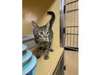 Stephen Colbert, Domestic Shorthair For Adoption In Anoka, Minnesota