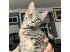 Elwood, Domestic Shorthair For Adoption In Lewistown, Pennsylvania