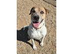 Buster, American Pit Bull Terrier For Adoption In Gillette, Wyoming