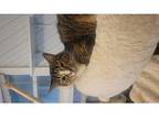 Katie, Domestic Shorthair For Adoption In Kalamazoo, Michigan