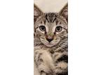 Mascarpone, Domestic Shorthair For Adoption In Philadelphia, Pennsylvania