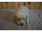 Golden Retriever Puppy for sale in Mansfield, OH, USA