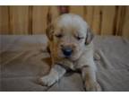 Golden Retriever Puppy for sale in Mansfield, OH, USA