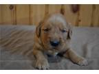 Golden Retriever Puppy for sale in Mansfield, OH, USA