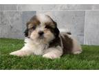 Shih Tzu Puppy for sale in Fort Wayne, IN, USA