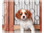 Cavapoo PUPPY FOR SALE ADN-826233 - Kim Female Cavapoo