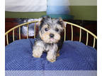 Yorkshire Terrier PUPPY FOR SALE ADN-826258 - AKC Teacup Yorkie Puppy Boy