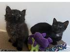 Fluffy & Scruffy, Domestic Shorthair For Adoption In Ardsley, New York