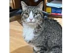 Catalina, Domestic Shorthair For Adoption In Aurora, Colorado