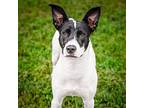 Lucinda, Border Terrier For Adoption In Merriam, Kansas