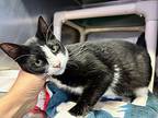 Stolie, Domestic Shorthair For Adoption In New York, New York