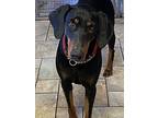 Caesar & Clementine, Doberman Pinscher For Adoption In Devine, Texas