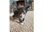 Nolan, Domestic Shorthair For Adoption In Lorain, Ohio