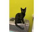 Sweet Tart, American Shorthair For Adoption In Belton, Texas