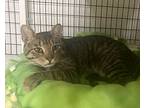 Terrence, Domestic Shorthair For Adoption In W. Windsor, New Jersey