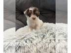 YorkiePoo PUPPY FOR SALE ADN-826498 - Adorable first generation yorkiepoos