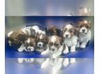 Shorkie Tzu PUPPY FOR SALE ADN-826464 - Cuddly SHORKIES