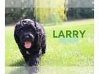 Goldendoodle PUPPY FOR SALE ADN-826405 - Larry