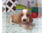 Beagle PUPPY FOR SALE ADN-826381 - Krysta Lemon and White Beagle Girl