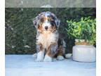 Bernedoodle (Miniature) PUPPY FOR SALE ADN-826445 - Gorgeous Mini Bernedoodle