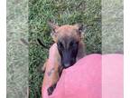 Belgian Malinois PUPPY FOR SALE ADN-826449 - 4 boys 1 girl