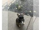 French Bulldog PUPPY FOR SALE ADN-826435 - Micro Frenchie