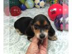 Beagle PUPPY FOR SALE ADN-826392 - Kalvin Tri Color Beagle Boy