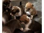 Pembroke Welsh Corgi DOG FOR ADOPTION ADN-826430 - Corgi mix puppies available