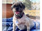 Shih Tzu DOG FOR ADOPTION RGADN-1176455 - Shelby - Shih Tzu (long coat) Dog For