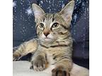 Lightning, Domestic Shorthair For Adoption In Greensburg, Pennsylvania