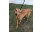 Waffle, Labrador Retriever For Adoption In Summit, New Jersey