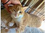 Popcorn, American Shorthair For Adoption In Elkland, Pennsylvania