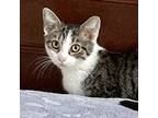 Fletch, Domestic Mediumhair For Adoption In Knoxville, Tennessee