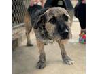 Scrappy, Terrier (unknown Type, Medium) For Adoption In Canton, Connecticut