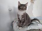 Comet, Domestic Mediumhair For Adoption In Prescott, Arizona